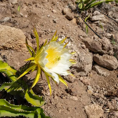 Eco Holidays House Races Lejlighed *